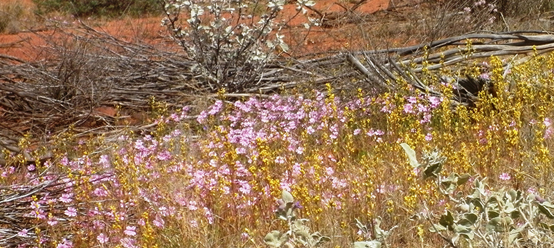 Wildflowers Wildflowers